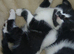 Beautiful healthy 3 kittens looking for home