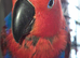 Talkative female eclectus.