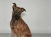 Belgian Shepherd Female