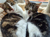 Female cats can leave together