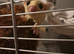 PAIR OF SUGAR GLIDERS WITH CAGE