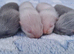 Standard ferret hobs