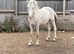 Loving 2yr old gelding