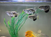 Group Of Six Clouded Archer Fish For Sale
