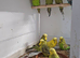 Young and adult budgies to go