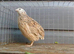 Free male Italian quail