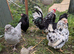 Araucana Bantam Mixed Colour Hatching Eggs X 6