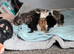 1 adorable boy kitten left ready to in 2weeks