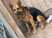 German shepherd boy