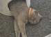 British shorthaired pure breed GCCF active