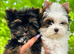 2 Beautiful Yorkshire Terrier Boys – Ready Now