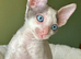 Beautiful Cornish Rex Kittens Ready Now