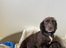F1 cockapoo puppys
