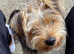 Minature Yorkshire terrier