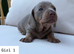Beautiful Miniature Dachshund Puppies