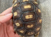 1 year old sulcata tortoise for sale