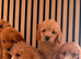 Adorable puppies