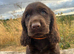 Cocker Spaniel Puppies - READY TO GO
