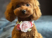 Toy Poodle Silver Stud KC Reg'd