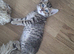4 GORGEOUS KITTENS LEFT.