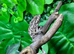 Special Offer on Blue Bar Female Panther Chameleons at Birmingham Reptiles