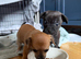 Cutest small smooth chihuahuas bt65