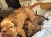 Lakeland terrier x dachshund puppies