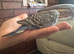 Lovely baby budgies semi tamed in Dagenham