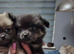 2 beautiful pomchi puppies