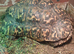 2 male Leopard Tortoises
