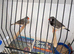 Triple black crested zebra finches