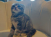 3 handsome boys left in Bradford