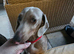 Lilac and fawn female miniature dachshund