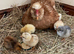 Chickens, laying hens, broody, chicks