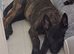 Belgium malinois x Dutch hurder