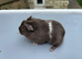 Baby guinea pigs ready now