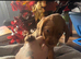 Four beautiful cocker spaniel female puppies for Sale!