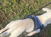 Pure white chihuahua boy