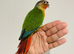 Hand reared conures for sale
