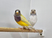 Gouldian finches