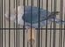 rehome for two blue lovebirds