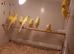Rylander canaries