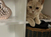 Beautiful Scottish fold and british shorthair kittens for sale