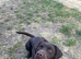 Chocolate Labrador retriever for stud