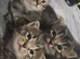 3 beautiful tabby kittens ready 5th July