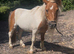 Ride and drive miniature Shetland gelding