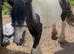 Black and white mare lead rein pony