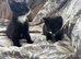 Black and white kittens