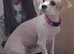 Female Cavachon