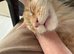 Mainecoon Boy